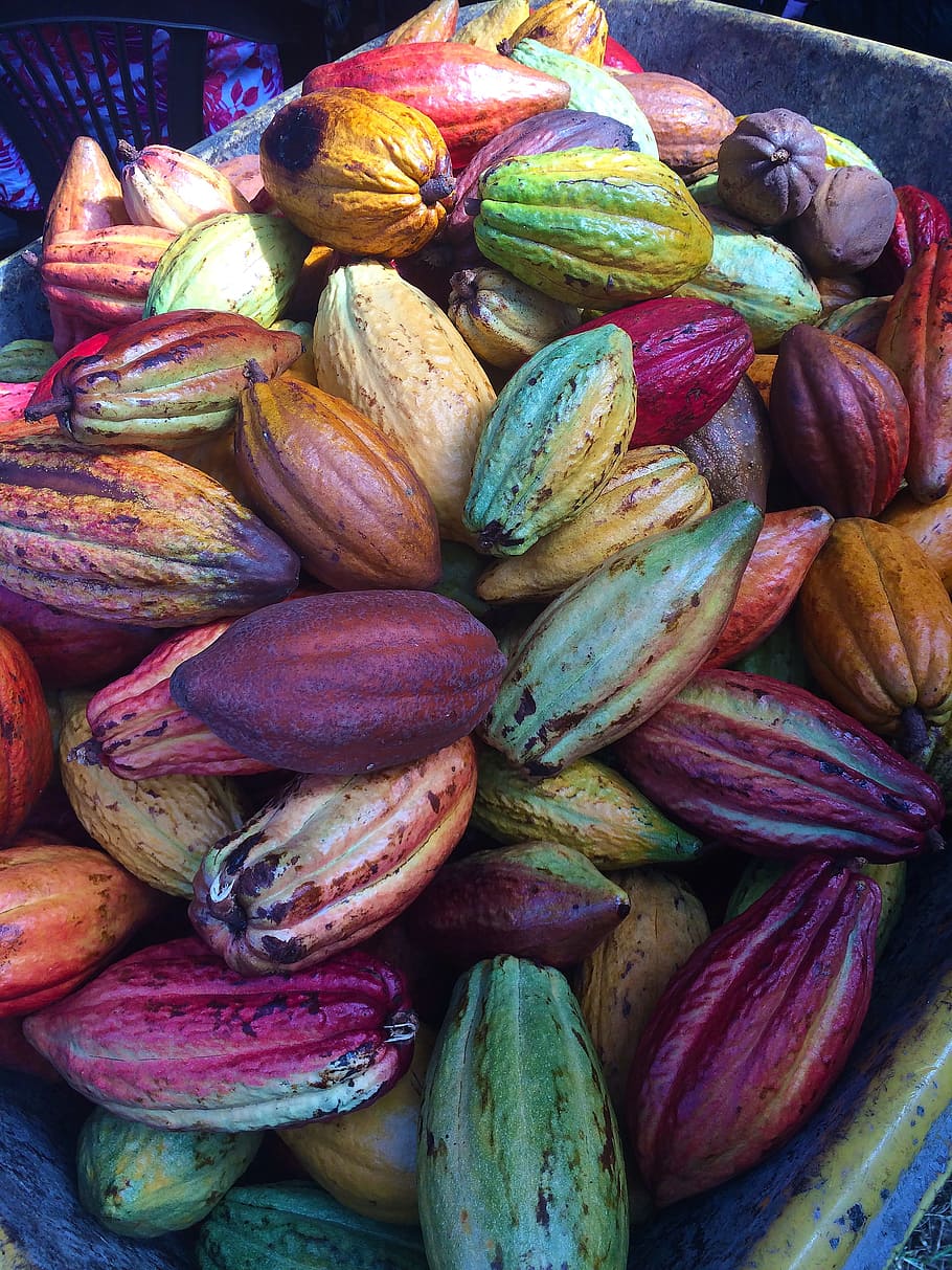 bunch of cacaos, cocoa pods, chocolate pods, fresh, fruit, nature, HD wallpaper