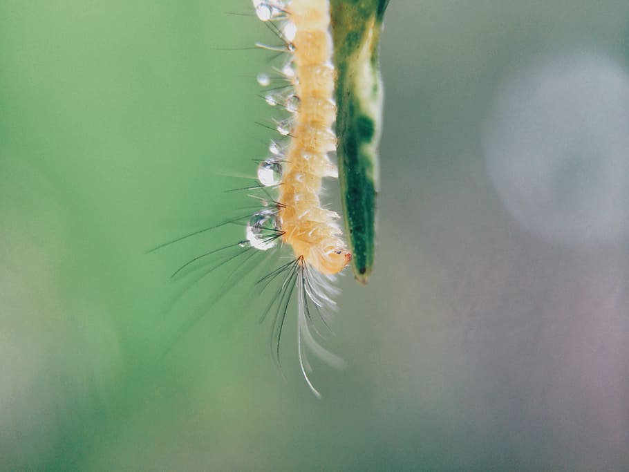 Orange Caterpillar on Green Stem in Close Up Photo, bug, insect HD wallpaper