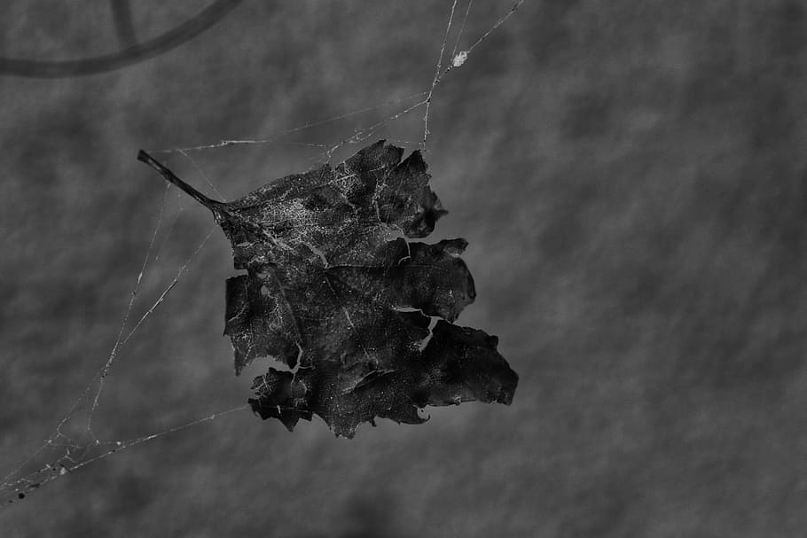 Leaf, Cobweb, Nature, Spider Web, Macro, no people, animals in the wild HD wallpaper