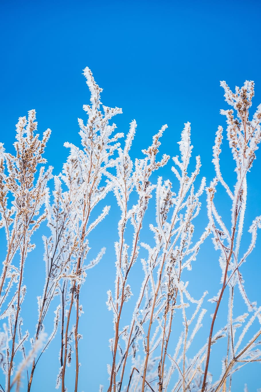 brown plants with icicles, frost, white, blue, grass, sky, winter HD wallpaper