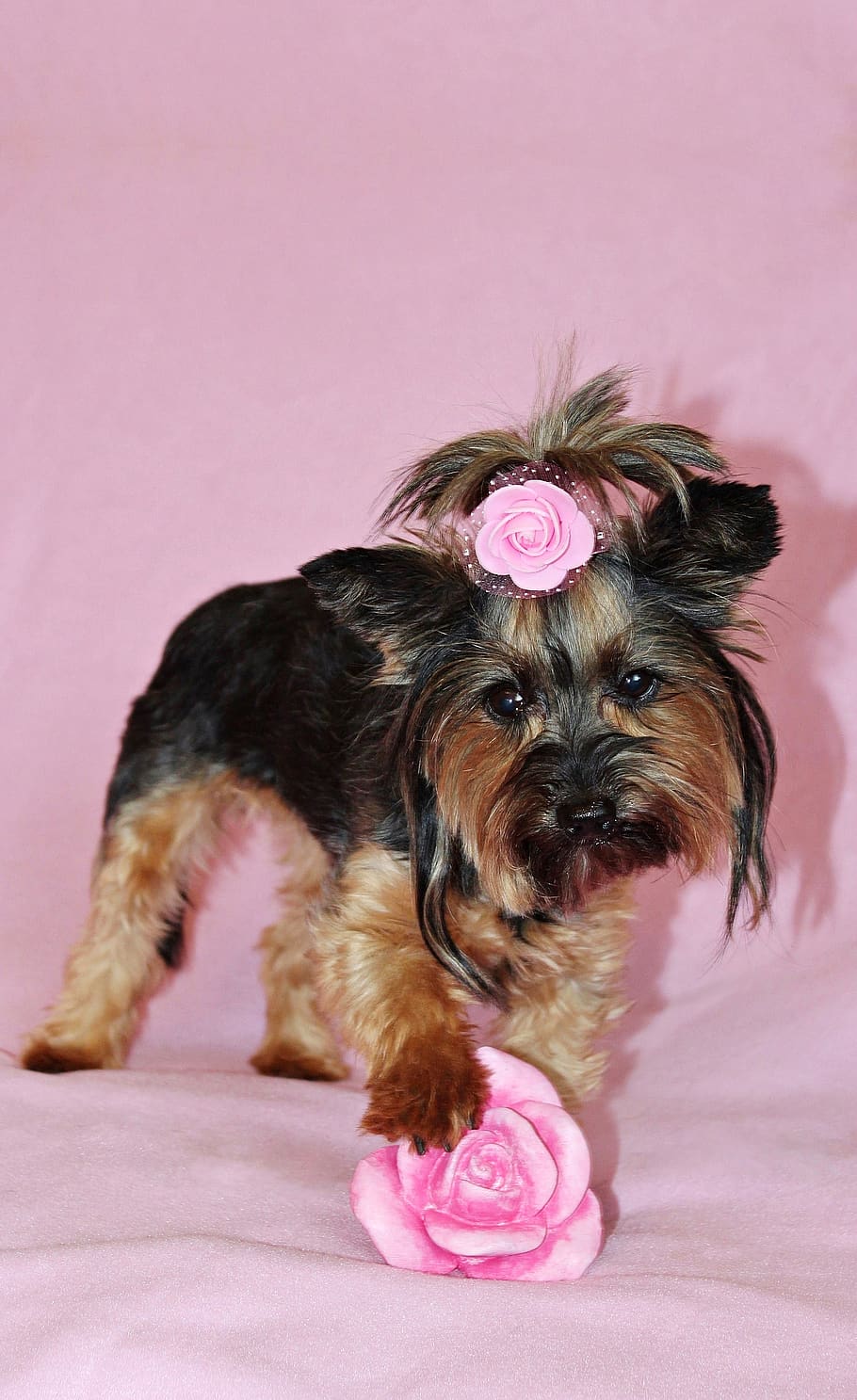 yorkshire terrier, dog, pretty, nice, pink, pets, domestic, HD wallpaper