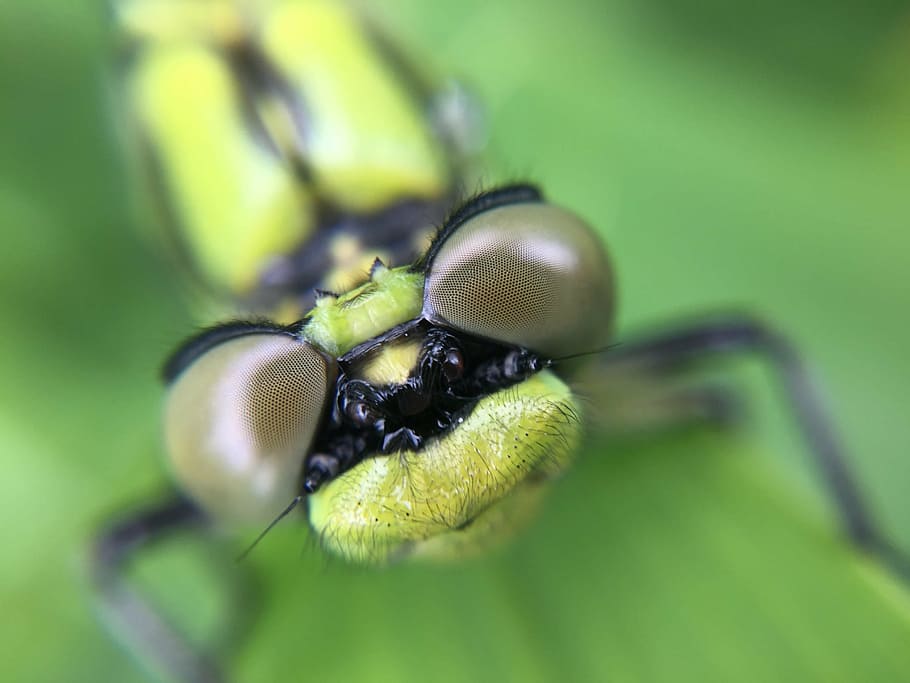 dragonfly, macro, wildlife, insect, bug, nature, summer, green, HD wallpaper