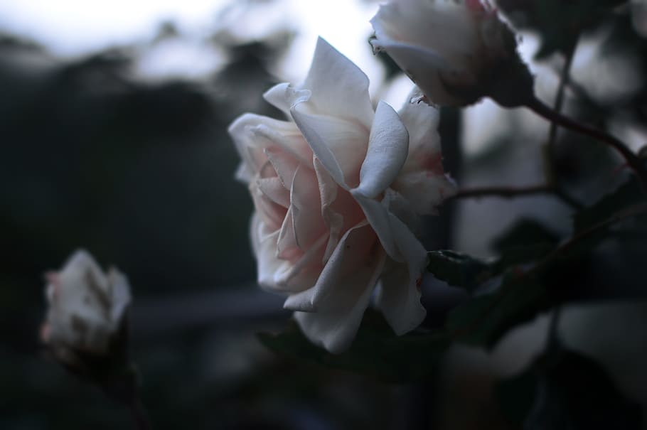 white rose flowers closeup photgraphy, pink rose flowers, Roses, HD wallpaper