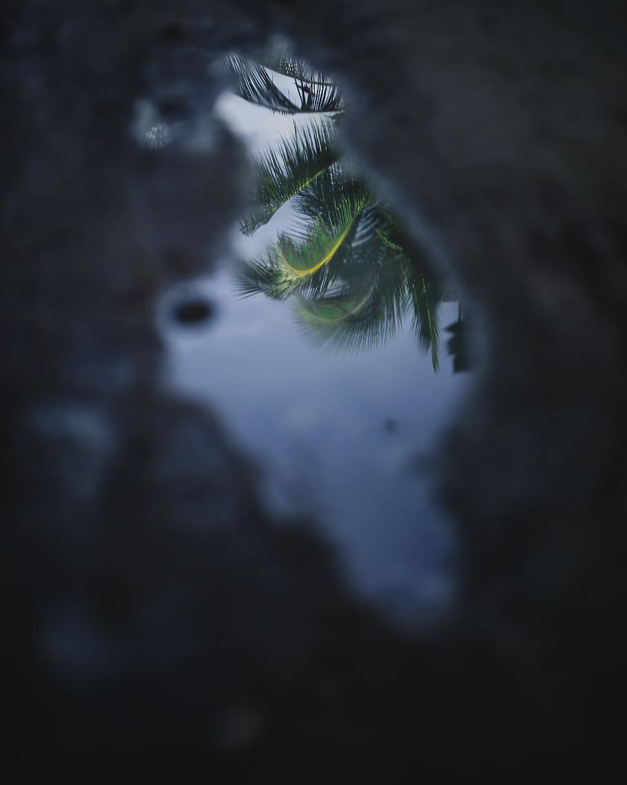 green tree reflection on puddle, green coconut leaves, tropical HD wallpaper