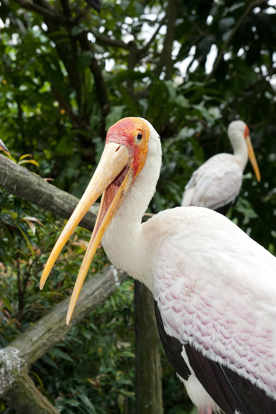 Zoo, Bird, Bird, Bird Park, kuala lumpur bird park, malaysia, HD wallpaper