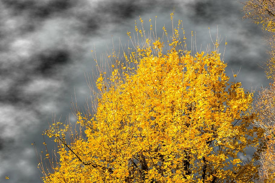 autumn, crown, weather, storm, light, powerful, rays, leaves HD wallpaper