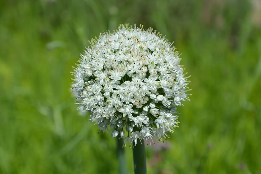 flower, fields, nature, spring, summer, prairie, flowering plant HD wallpaper