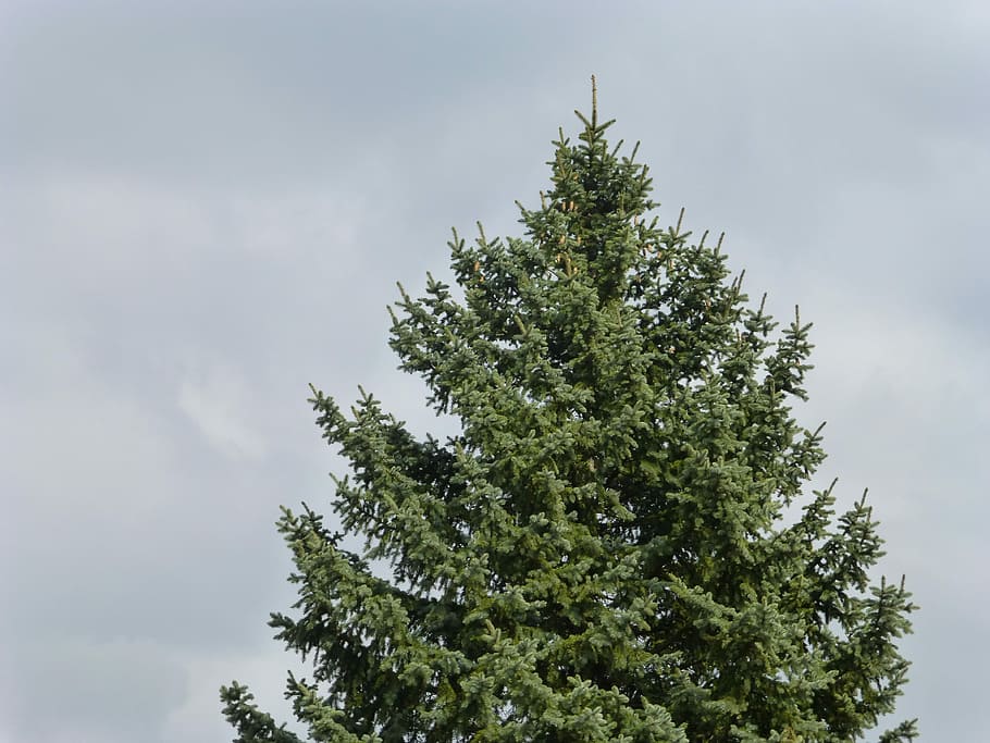 Pine Tree, Fir Tree, Pine, Tree, organic, agriculture, outdoors HD wallpaper