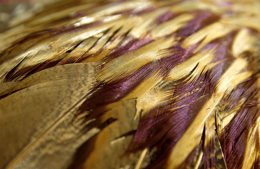 close-up photography of maroon and brown feather, pheasant HD wallpaper
