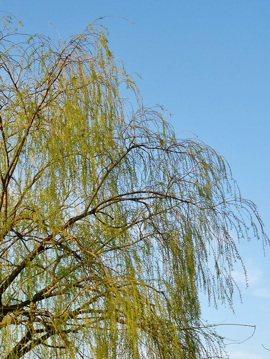 branches, sky, blue, weeping willow, green, tree, nature, outdoors HD wallpaper