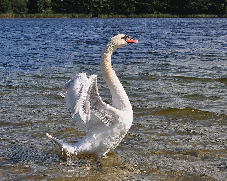 white goose on body of water, swan, bird, outside, erect, wild birds, HD wallpaper
