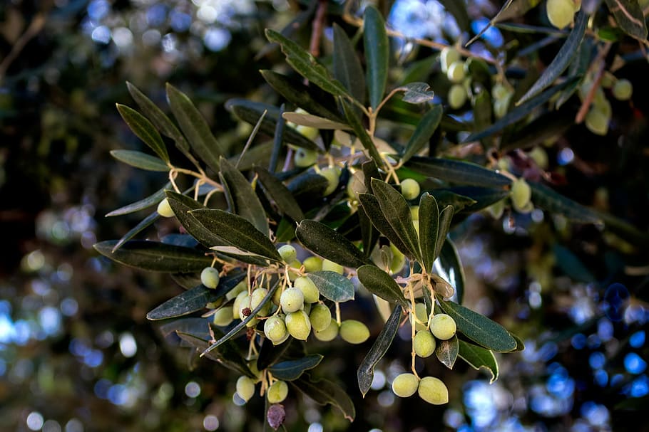 olive, tree, summer, greece, mediterranean, nature, fruit, leaf HD wallpaper