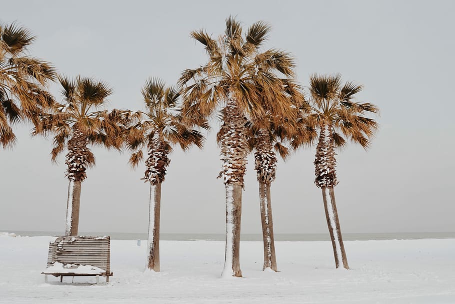 brown bench near palm tree, snow covered palm trees near bench HD wallpaper
