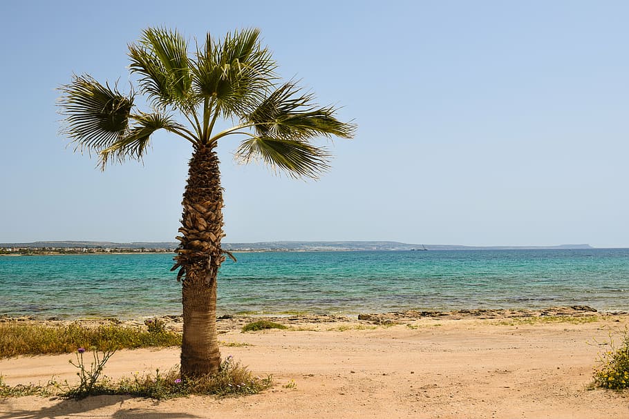palm oil tree on seashore near sea, cyprus, potamos liopetri