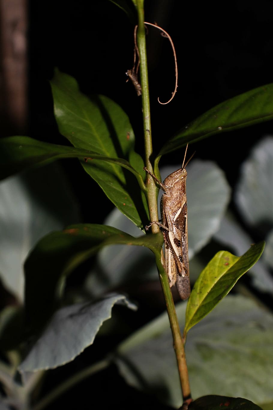 grasshopper, insect, antropod, plant part, leaf, animals in the wild HD wallpaper