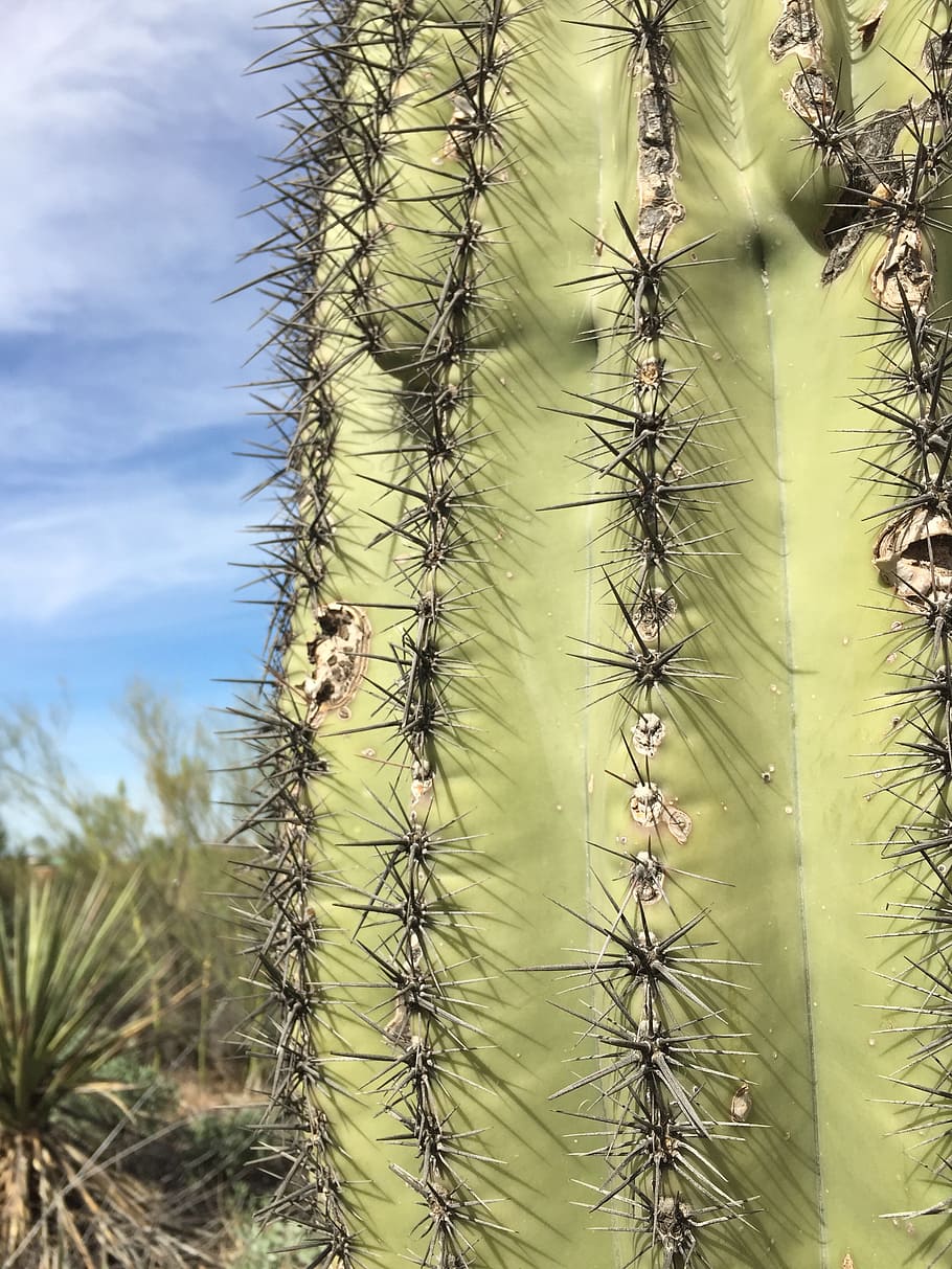 cactus, desert, landscape, dry, prickly, wild, nature, outdoor HD wallpaper