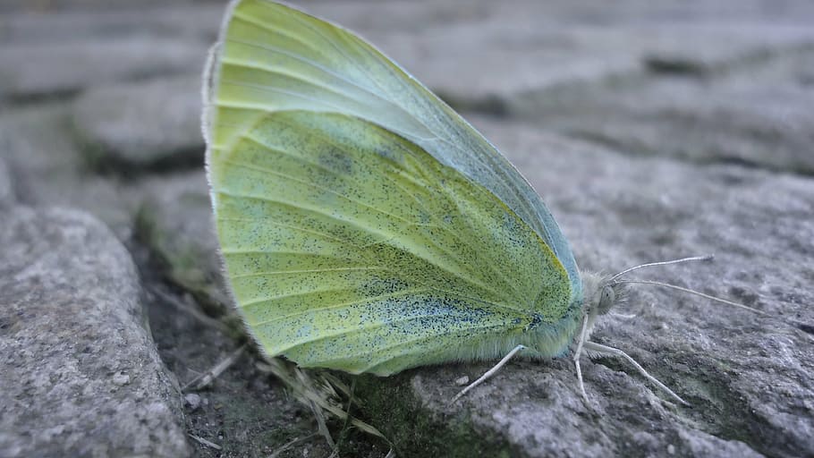 butterfly, insect, lemon, ground, probe, crawl, plant part HD wallpaper