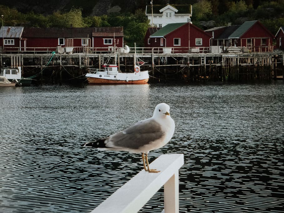 white and black seagull on wooden dock, white and gray bird on rail HD wallpaper