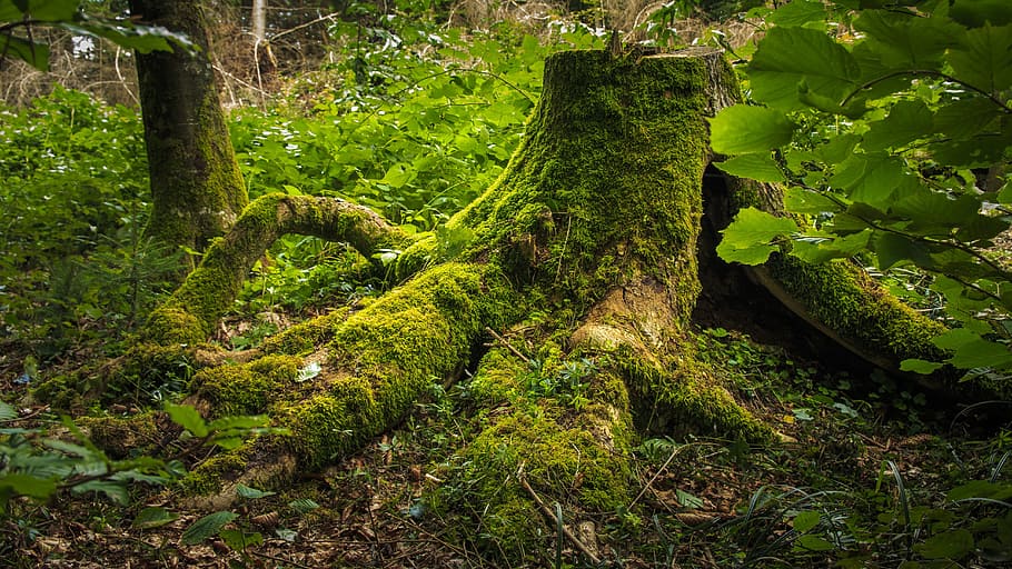 green tree stump beside plant at daytime, moss, forest, bemoost HD wallpaper