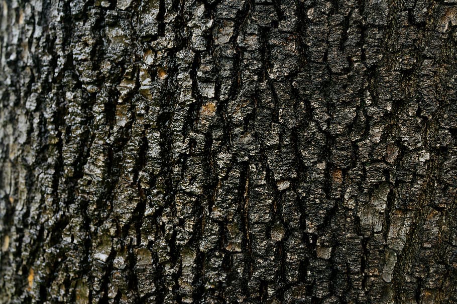 abstract, bark, old tree, texture, pattern, weathered, rough HD wallpaper