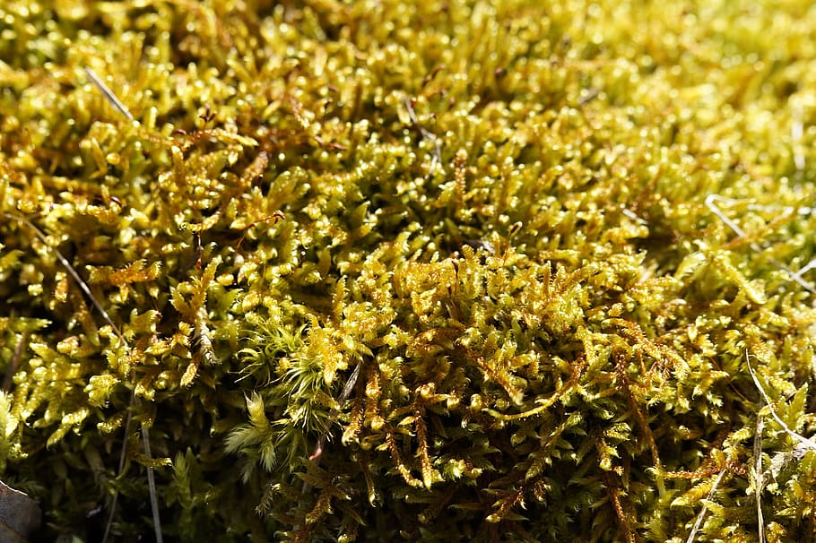 Moss, Close, Soft, Green, Forest, background, structure, texture HD wallpaper