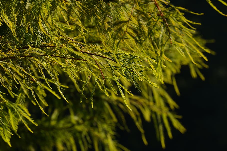 Conifer, Tender, Light, Shadow, green, black, nature, green color HD wallpaper