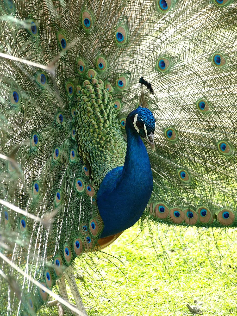 peacock, bird, color, blue, pavo cristatus, animal, animal themes