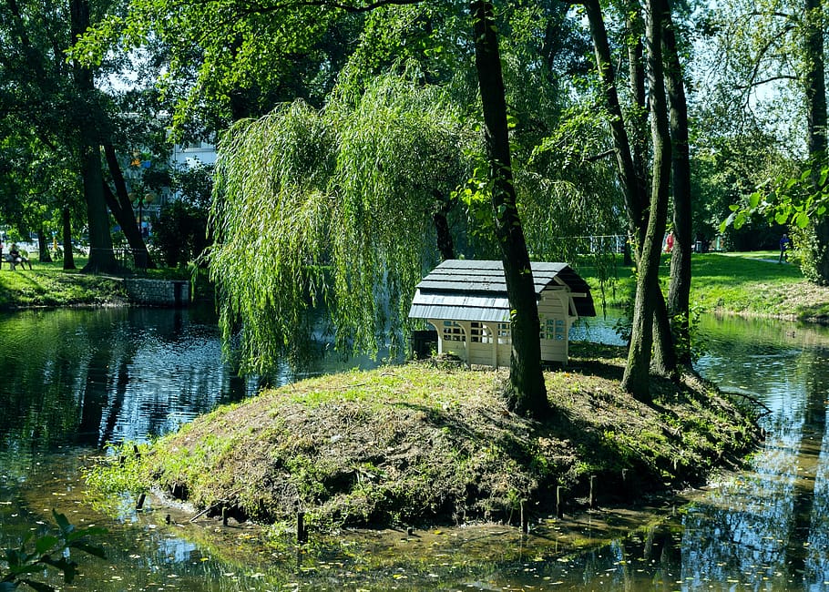 nature, tree, park, summer, water, plant, lake, reflection HD wallpaper