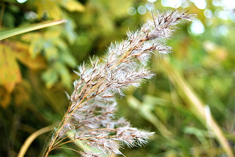 grass, dry, heave, wind, autumn, november, halme, disappeared HD wallpaper