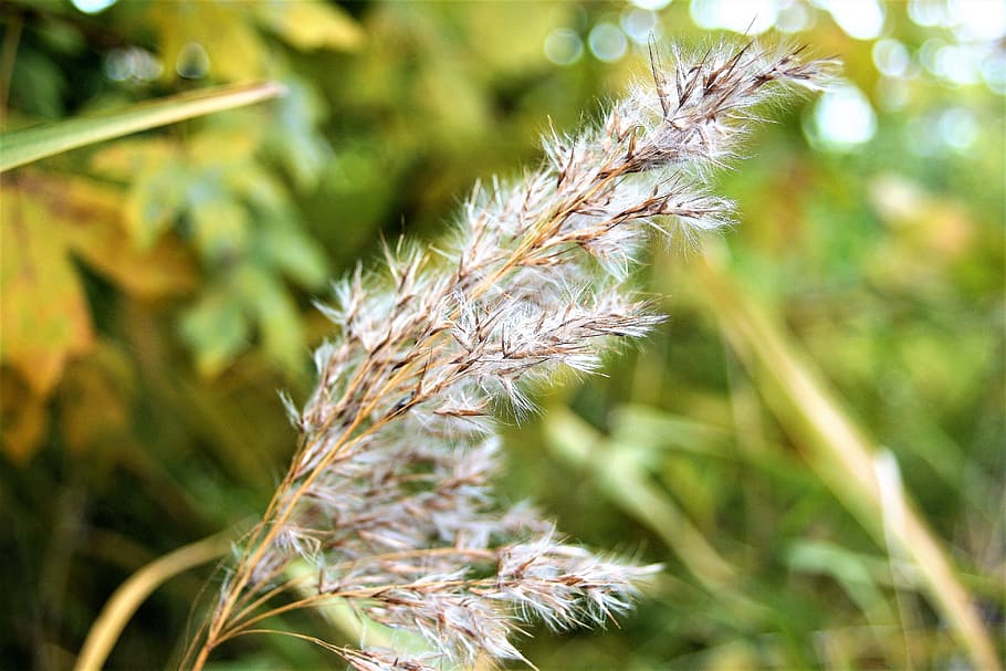grass, dry, heave, wind, autumn, november, halme, disappeared HD wallpaper