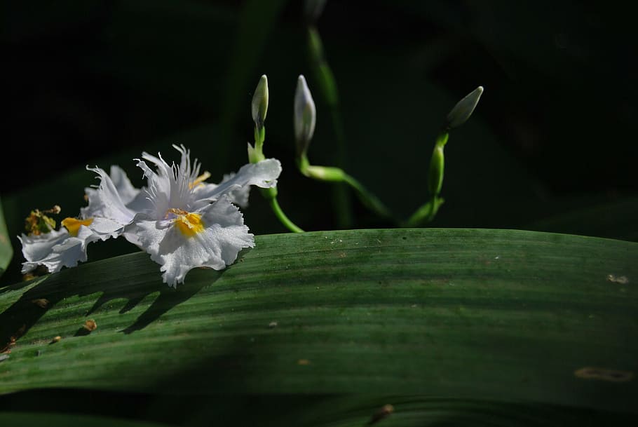 african iris, dietes, white, flower, bloom, nature, plant, petal HD wallpaper