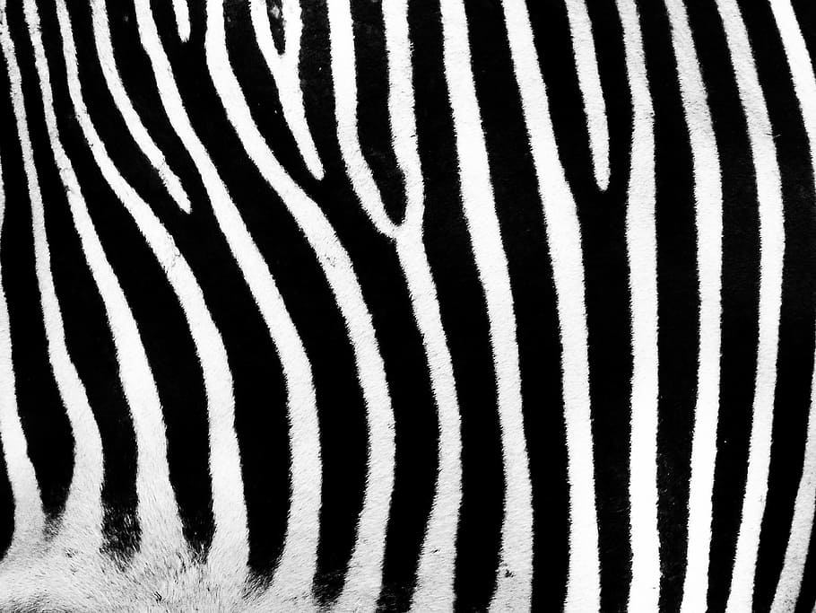 focus photography of zebra, stripes, bar, black, white, striped, HD wallpaper