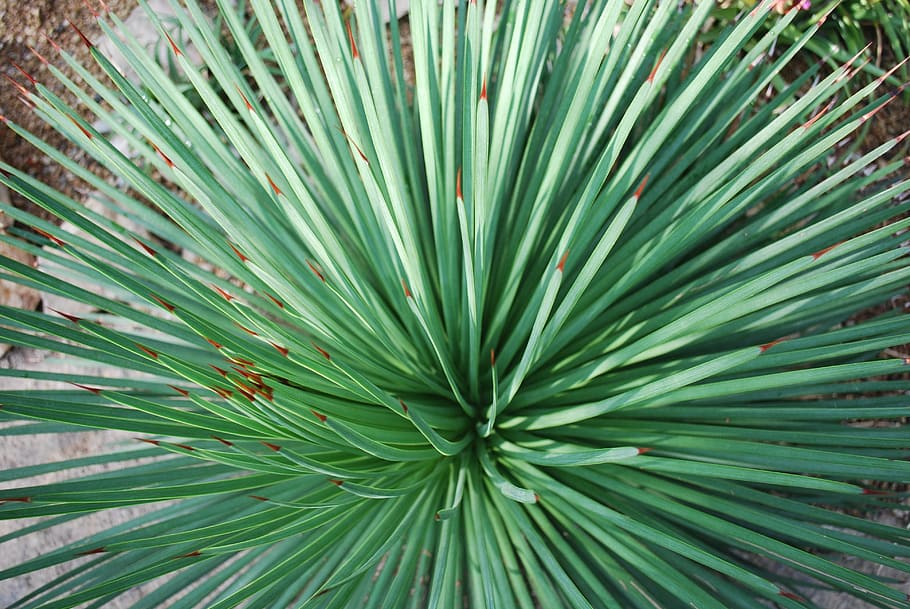 cactus, desert, plant, spike, sharp, natural, thorns, spiked HD wallpaper