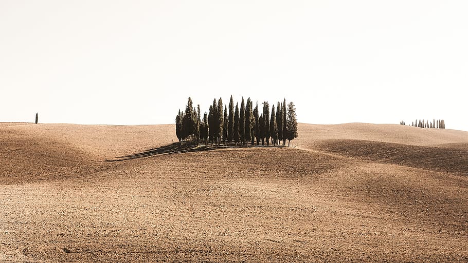 desert, sand, trees, green, plant, sunny, land, landscape, sky HD wallpaper