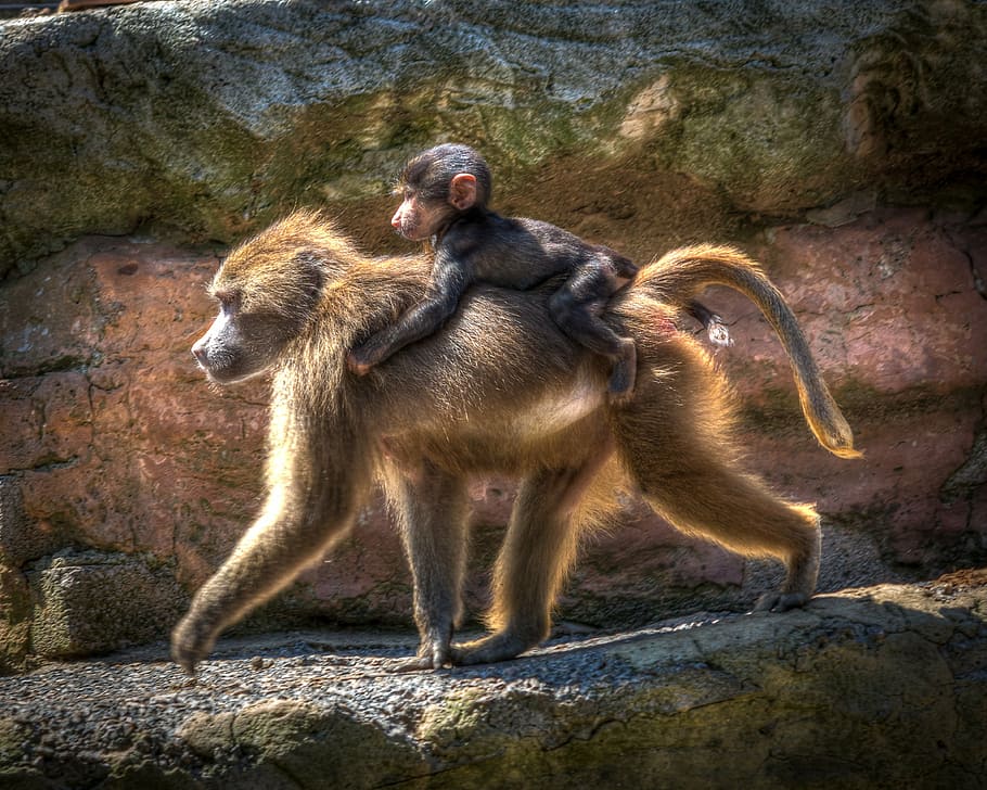 photography of female monkey carrying her baby, zoo, baboon HD wallpaper