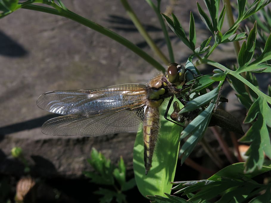 molt shirt, four-spotted dragonfly, libellula quadrimaculata, HD wallpaper
