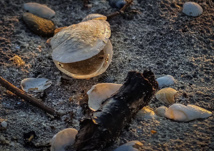 Seashell, Shellfish, Mussel, Nature, close-up, sand, beach HD wallpaper