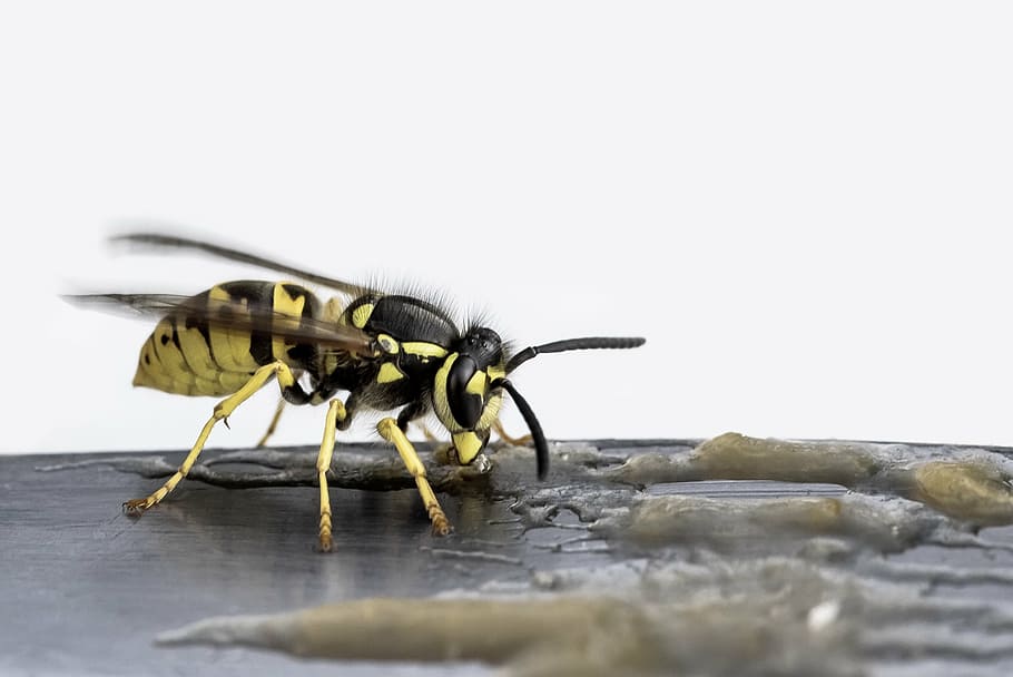 wasp, insect, nature, sting, close, bee, animal, close-up, macro HD wallpaper