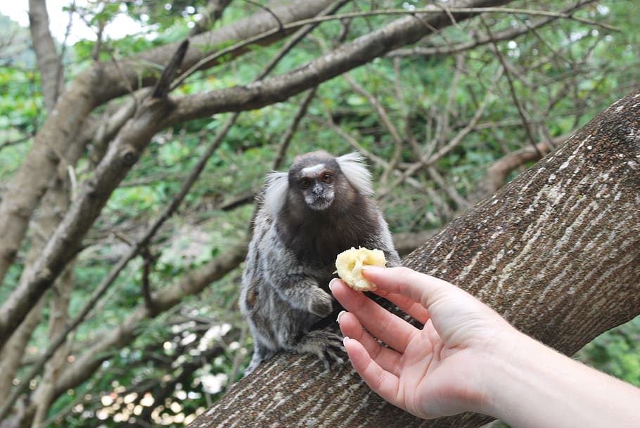 Feeding, Animals, Monkey, Eating, Foods, black, mammals, baby HD wallpaper