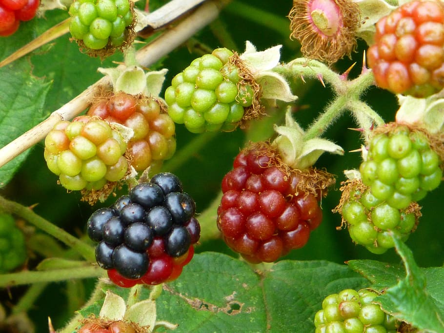 blackberry, forest fruit, ripe, immature, prickly, bush, pick, HD wallpaper