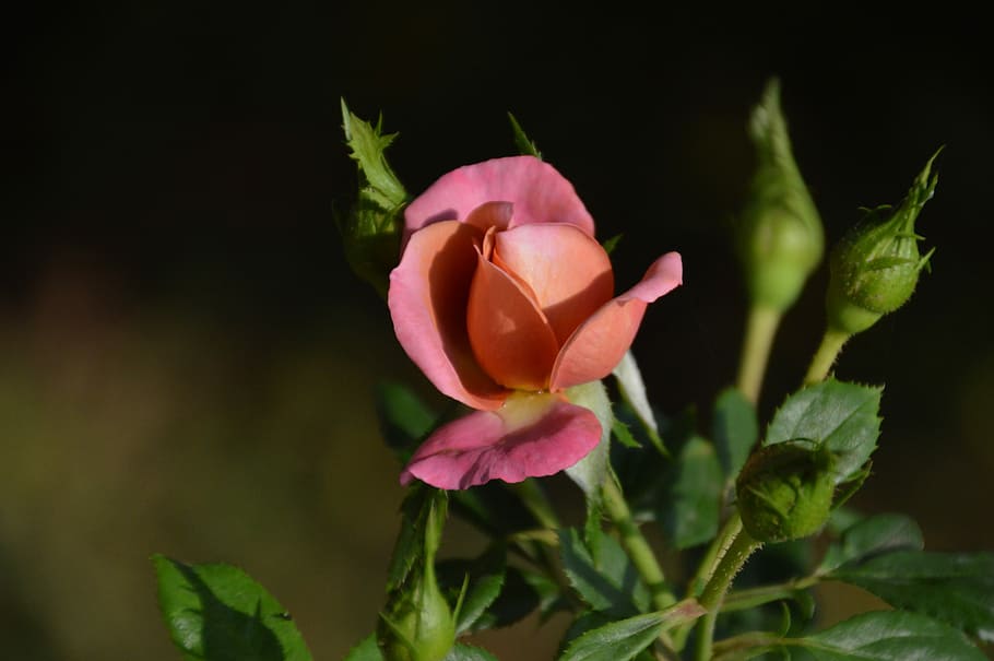 Flowers, Orange, Pink, rose, petal, freshness, growth, fragility HD wallpaper