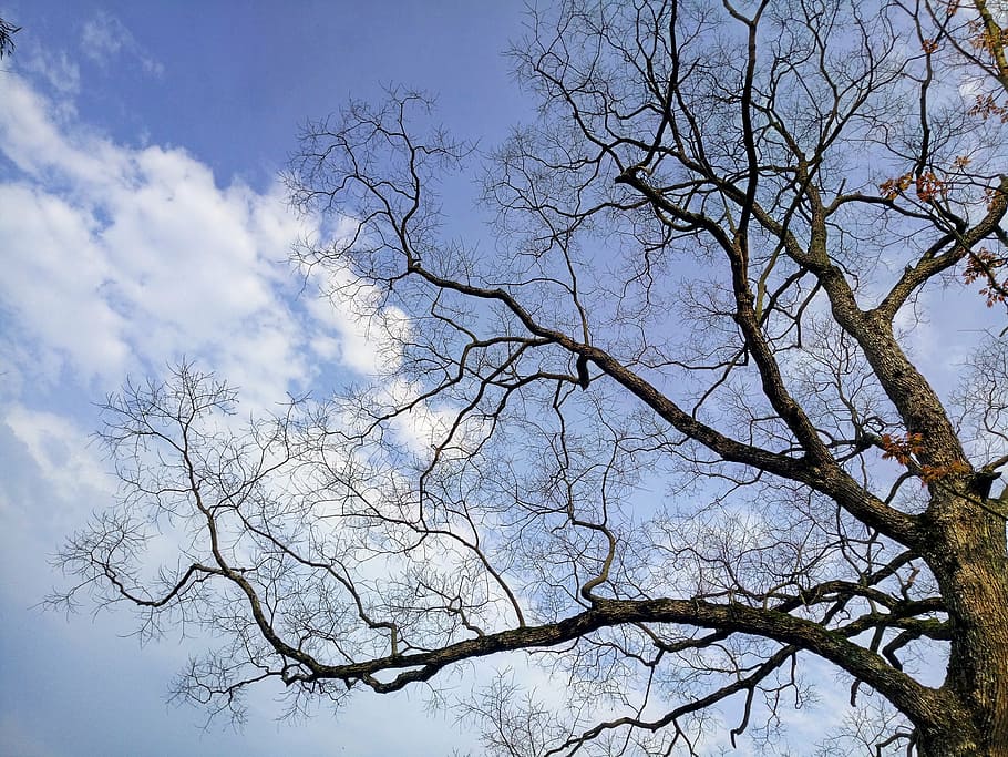 tree, sky, beach, low angle view, branch, plant, bare tree HD wallpaper