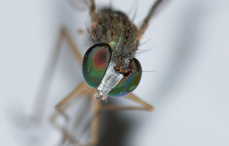 insects, diptera, moscow, animal themes, one animal, invertebrate HD wallpaper