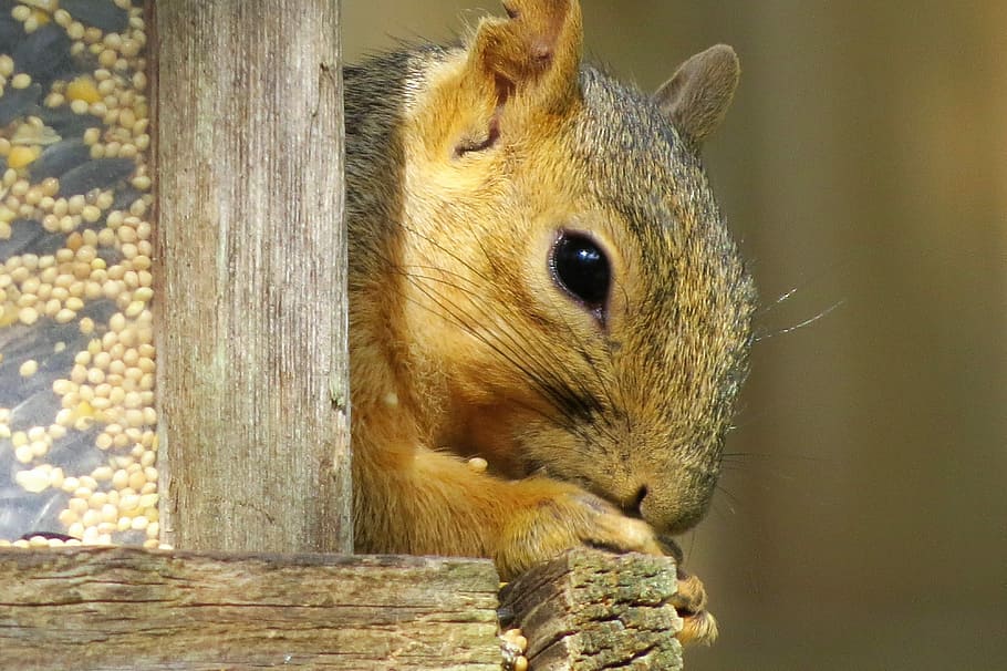 Squirrel, Close Up, Brown, Cute, wildlife, one animal, animal themes HD wallpaper
