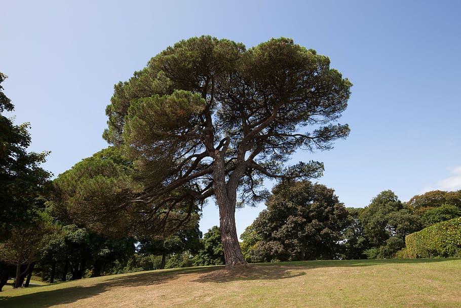 pine, park, trees, meadow, solitaire, hill, sky, rest, landscape HD wallpaper