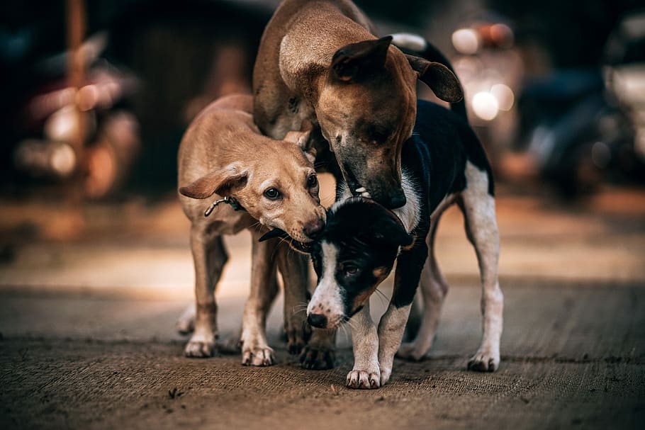 Dogs Playing, selective focus photograph of three Indian pariah dogs