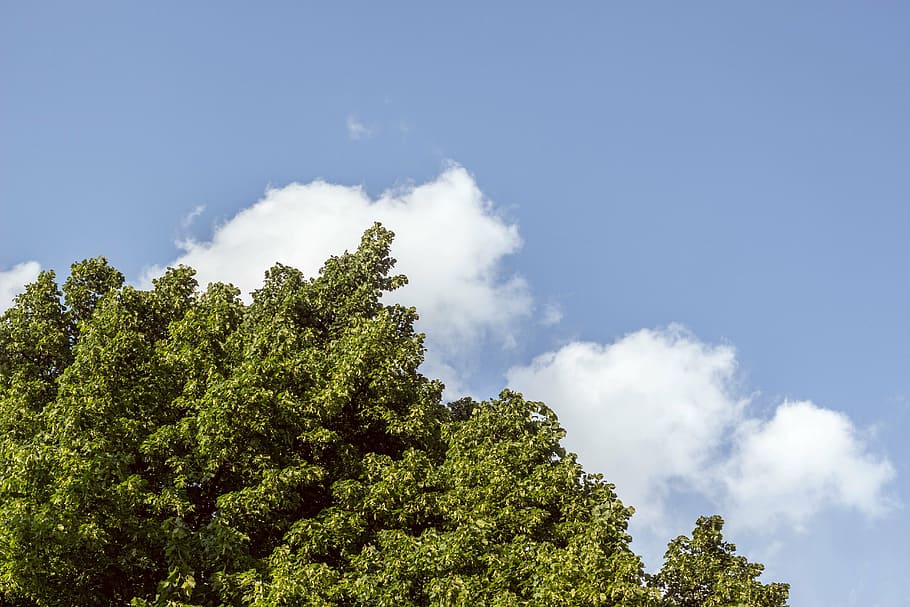 green leafed trees, plant, blue, sky, clouds, nature, green color HD wallpaper