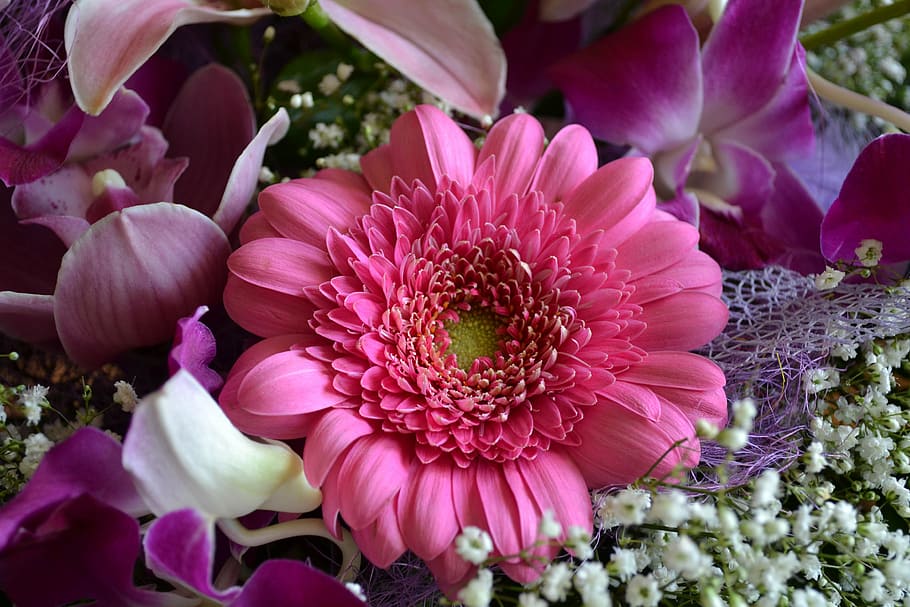 gerbera, flower, pink, violet, beautiful, fresh, bouquet, nature HD wallpaper