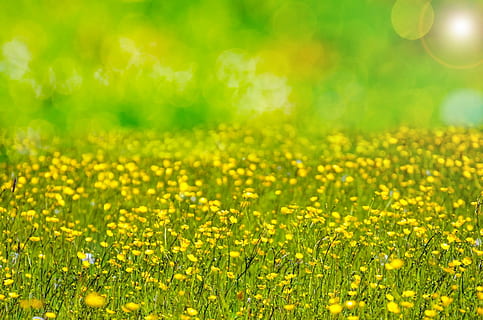 shallow focus photography of yellow flowers, Rapeseed, field HD wallpaper