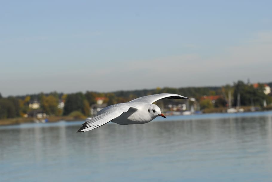 Movement, Fly, Weightless, Ease, Birds, nature, wing, sky, animal world HD wallpaper